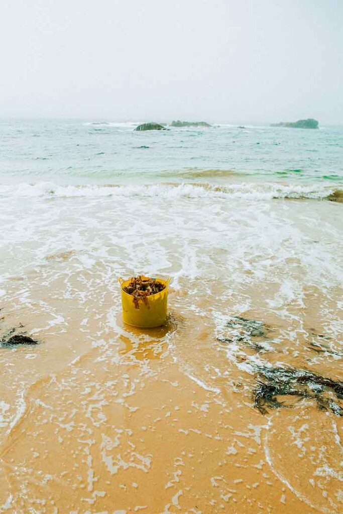 Australian Seaweed - mbK - Health_Mystery-Bay