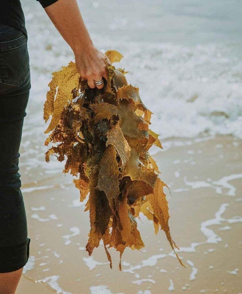 Australian Seaweed - mbK - Lee-Anne_Kelp_Bay